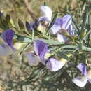 Psoralea axillaris L. fil.的圖片