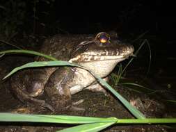 Image of Labyrinth Frog