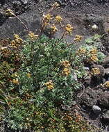 Plancia ëd Artemisia glomerata Ledeb.