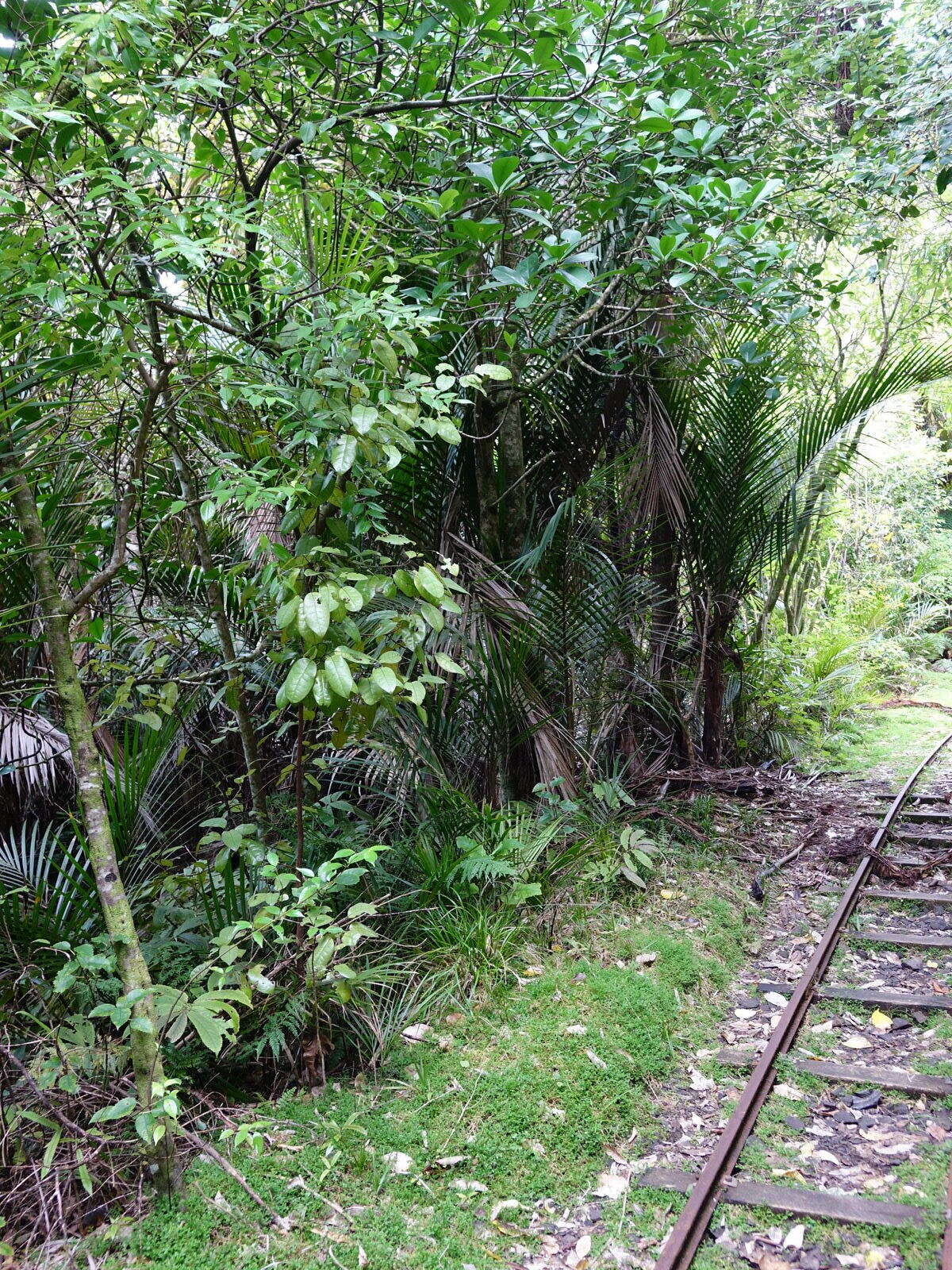 Imagem de Litsea calicaris (A. Cunn.) Benth. & Hook. fil. ex Kirk