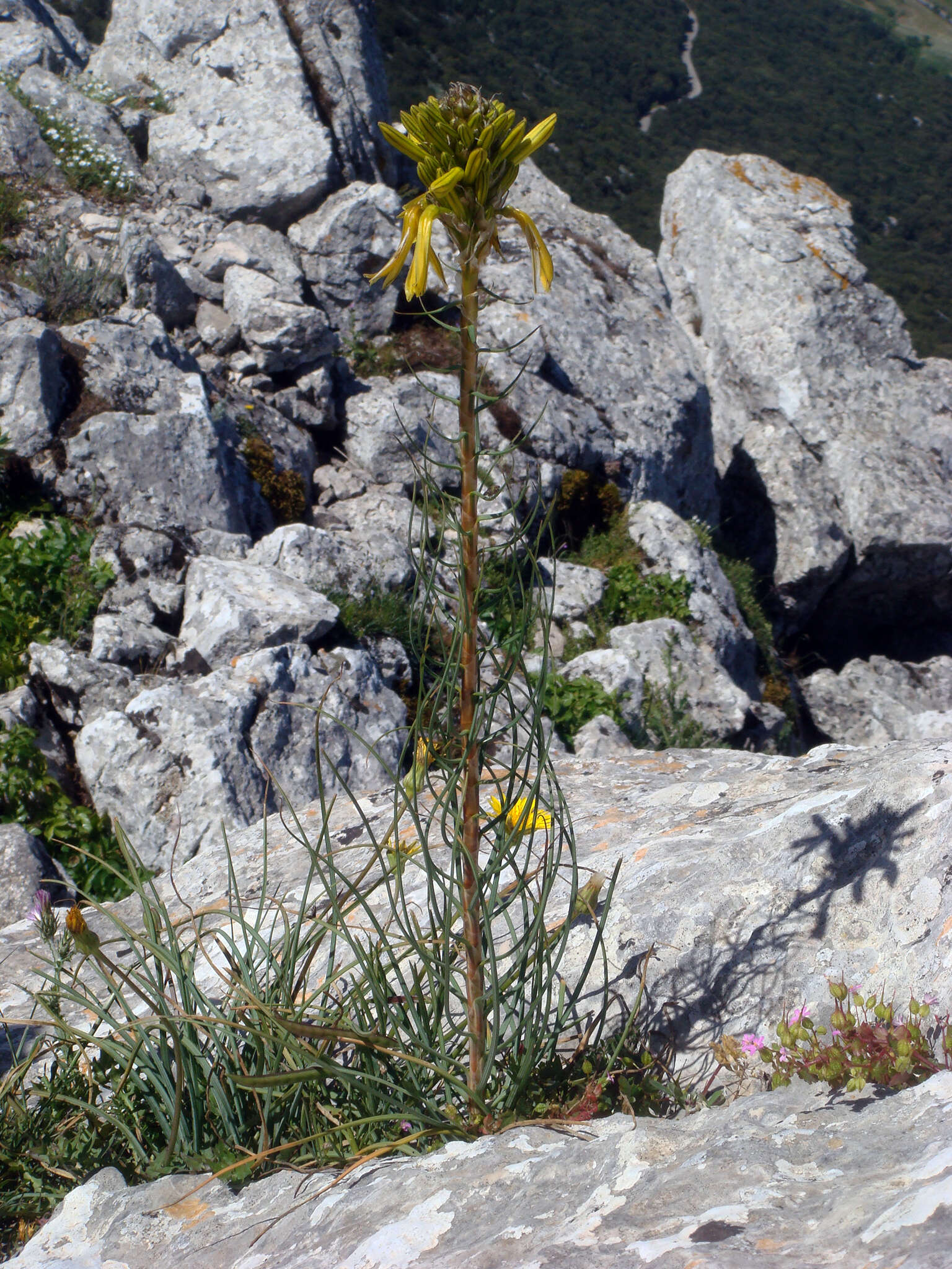 Image of yellow asphodel