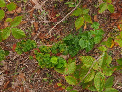 Image of Aphis (Aphis) rubifolii (Thomas & C. 1879)