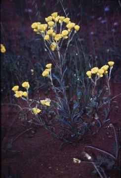 Image of <i>Waitzia nitida</i> (Lindl.) P. G. Wilson