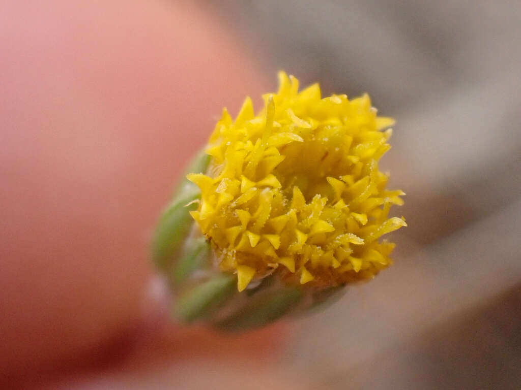 Image of meager pygmydaisy