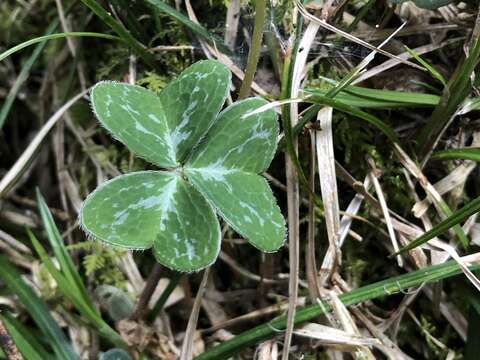 Imagem de Oxalis griffithii Edgew. & Hook. fil.