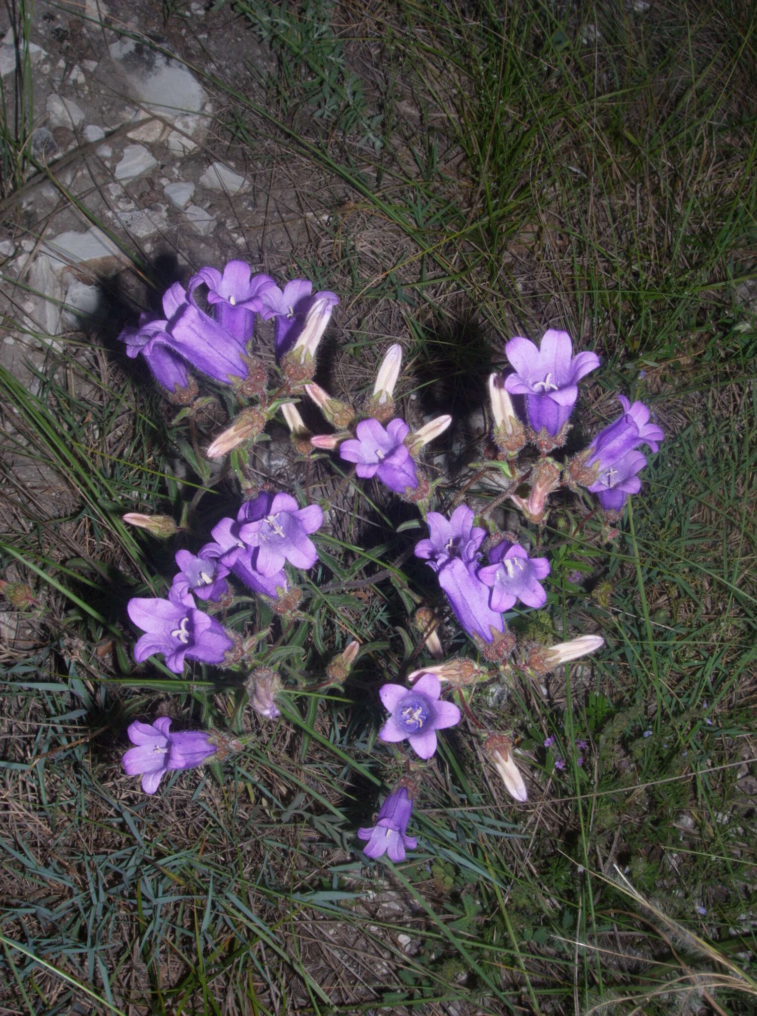 Image of Campanula komarovii Maleev