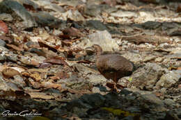 Image of Eastern Thicket Tinamou