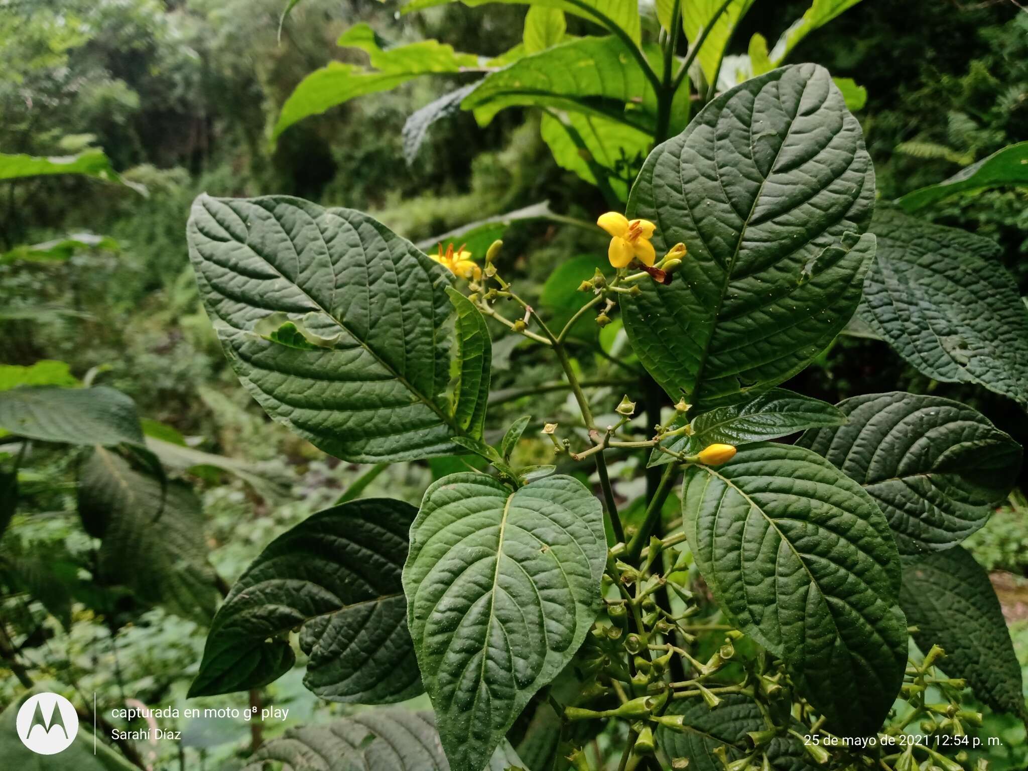 Слика од Deppea grandiflora Schltdl.