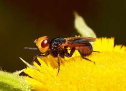 Melanosoma bicolor (Meigen 1824)的圖片