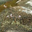 Image of Utricularia heterosepala Benj.