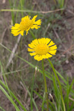 Image of Savannah Sneezeweed