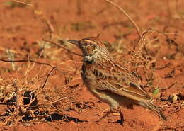 Image of Mirafra africana transvaalensis Hartert 1900