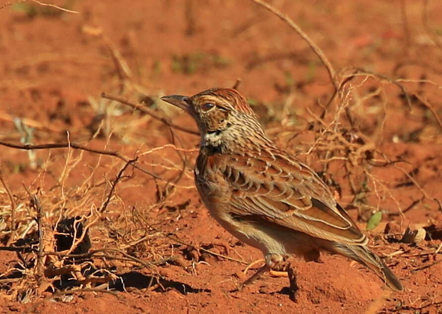 Image of Mirafra africana transvaalensis Hartert 1900