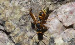 Image of Ancistrocerus lineativentris Cameron 1906