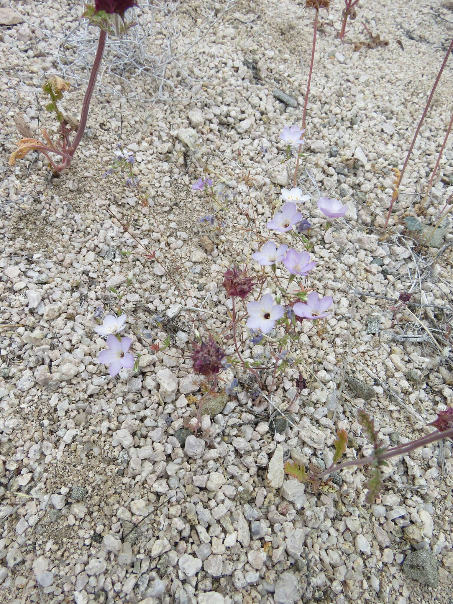 Image of golden linanthus