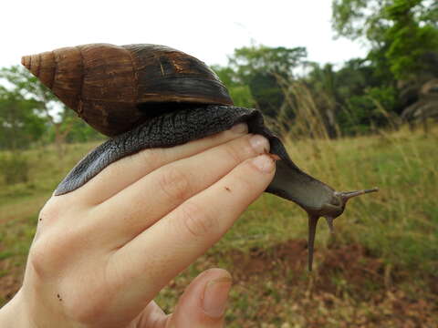 Image of Lissachatina glutinosa