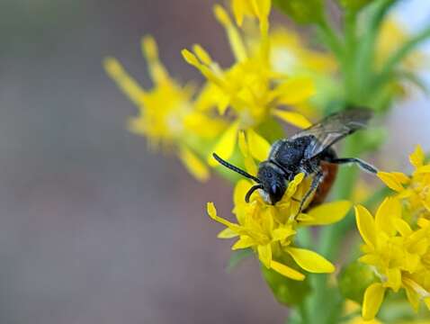 صورة Sphecodes davisii Robertson 1897