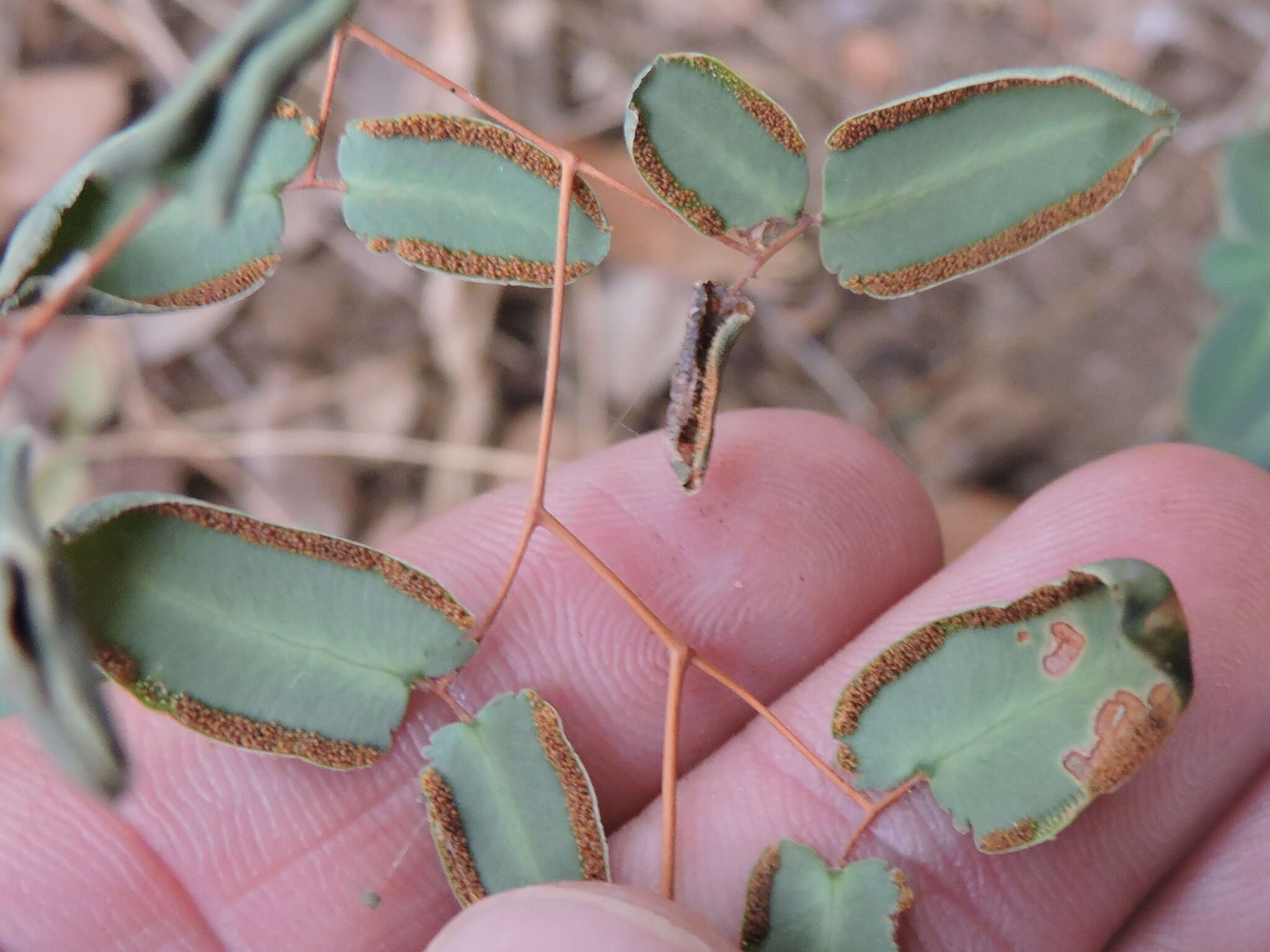 Image de Pellaea ovata (Desv.) Weath.