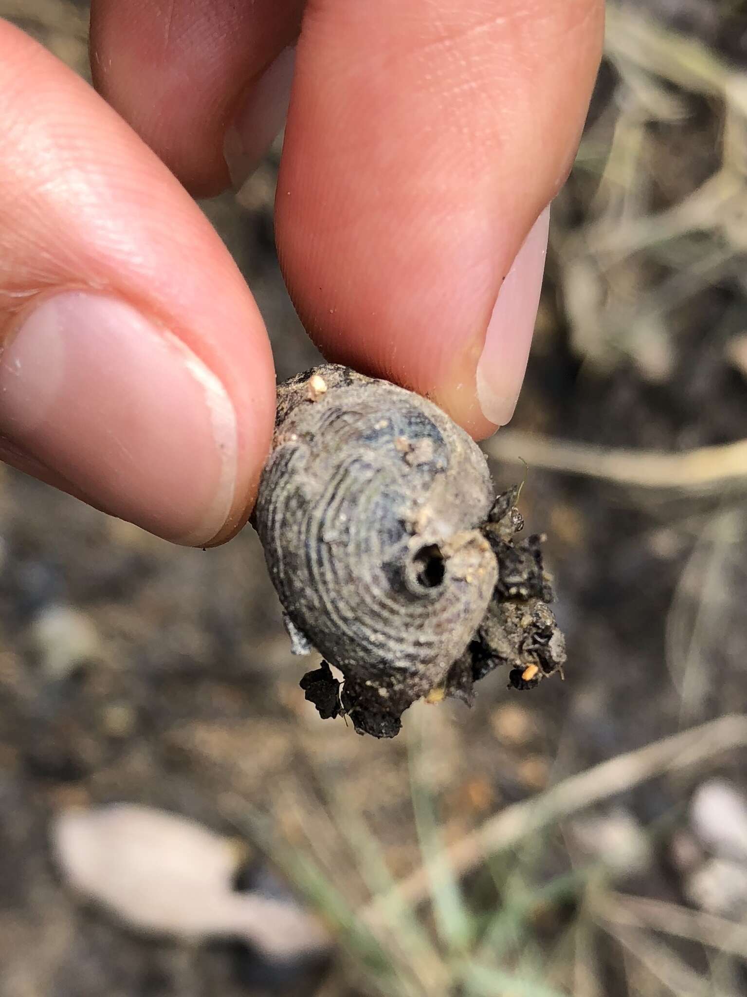 Image de Terebralia sulcata (Born 1778)