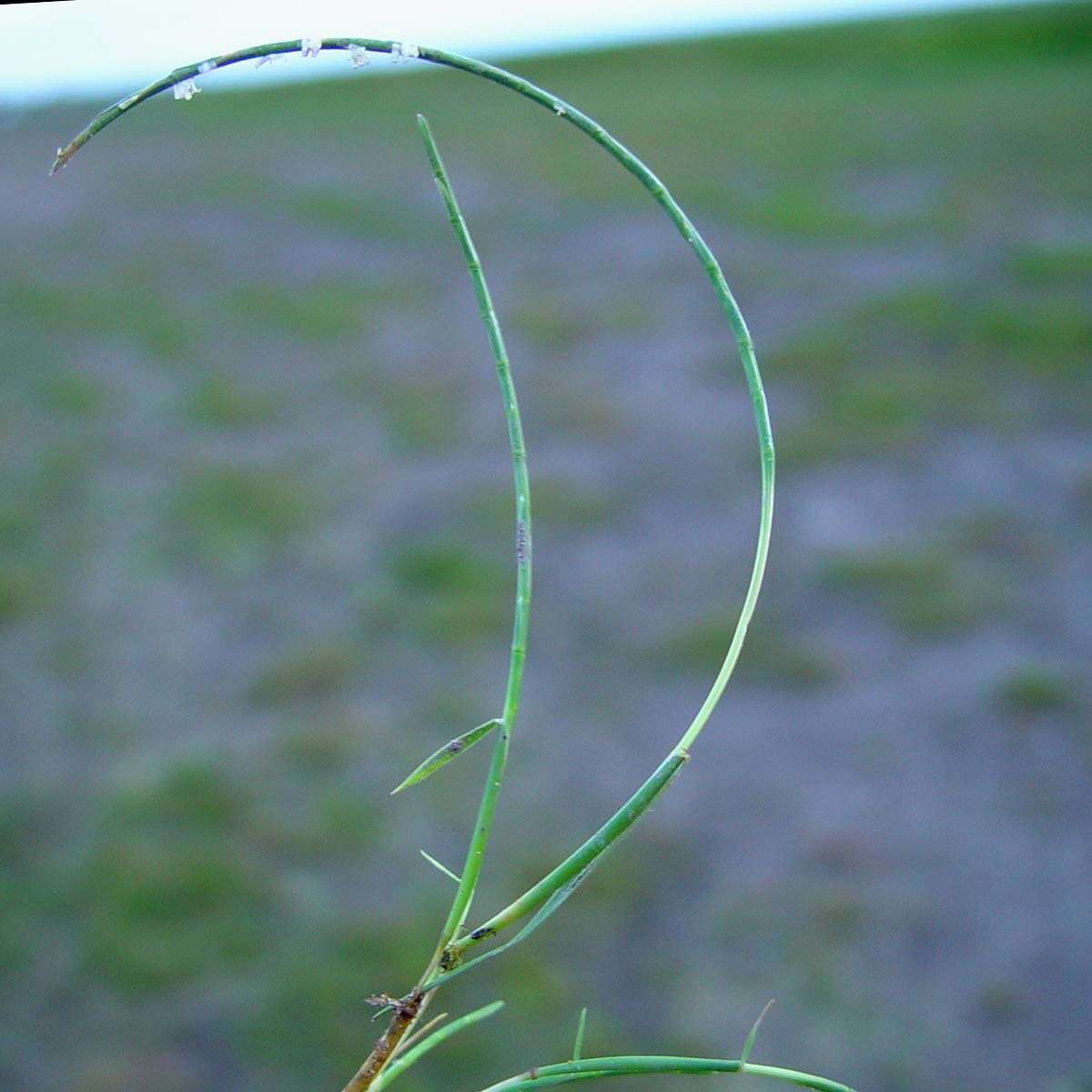 Image of sea hard-grass