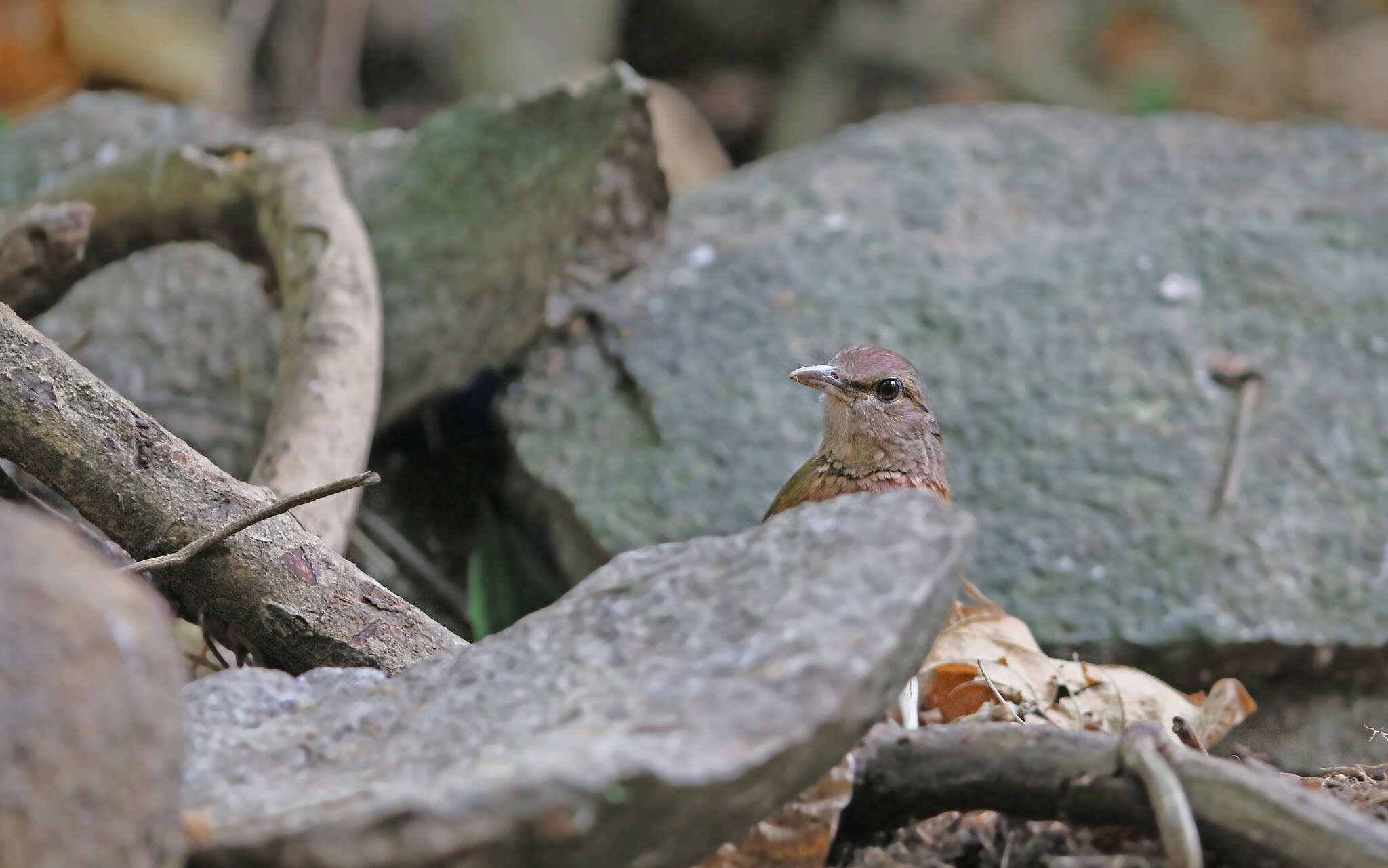 Image of Blue-rumped Pitta