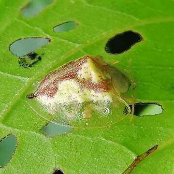 Sivun Coptocycla (Psalidonota) contemta (Boheman 1855) kuva