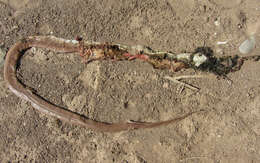 Image of Baja California Rat Snake