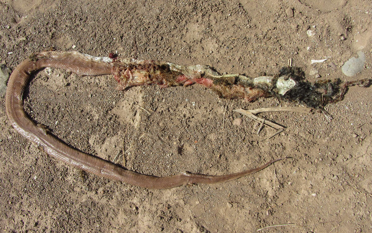 Image of Baja California Rat Snake