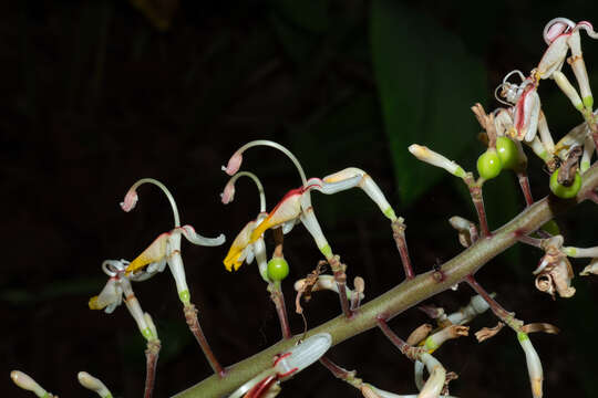 Imagem de Alpinia maclurei Merr.