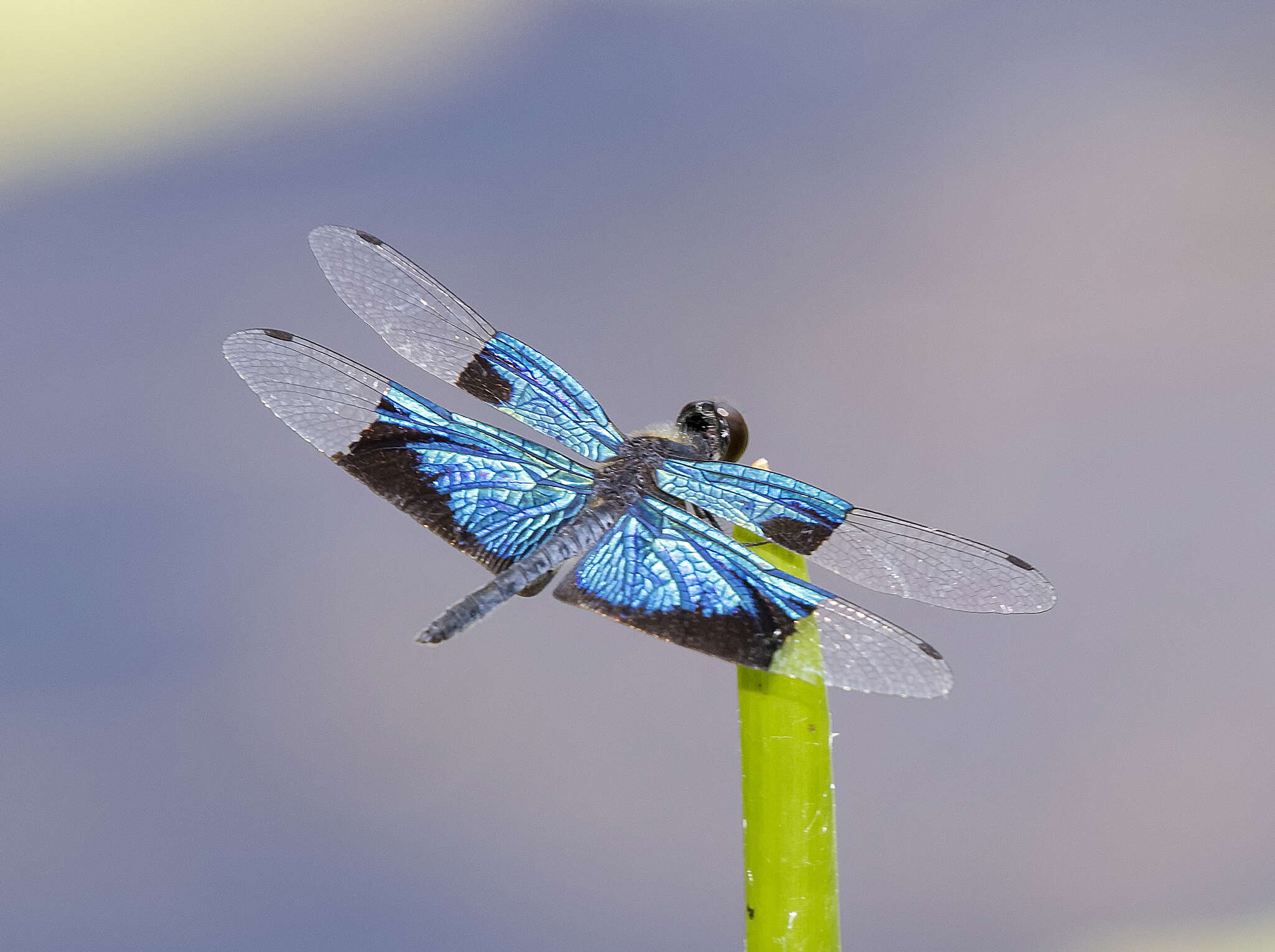 Image of Rhyothemis resplendens Selys 1878