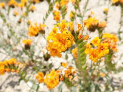 Image of forked green fiddleneck