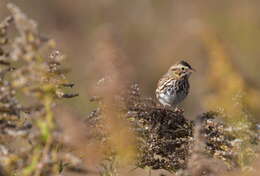 Image of Passerculus sandwichensis savanna (Wilson & A 1811)