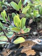 Image of Franciscan manzanita