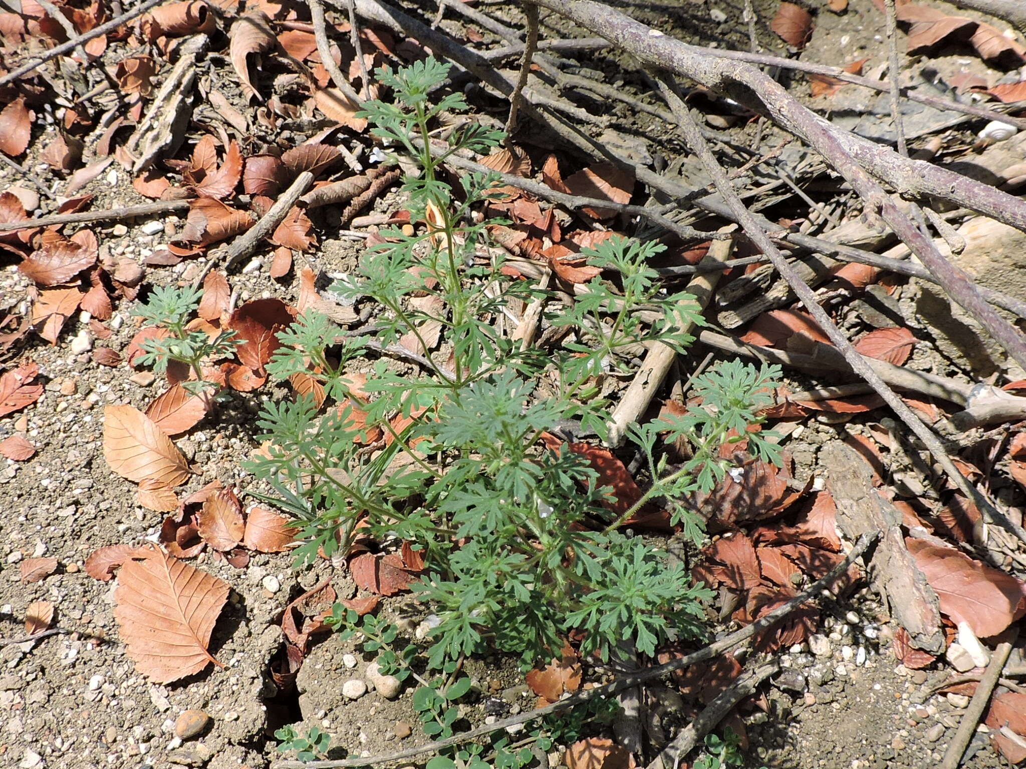 Image of Narrow-Leaf Paleseed