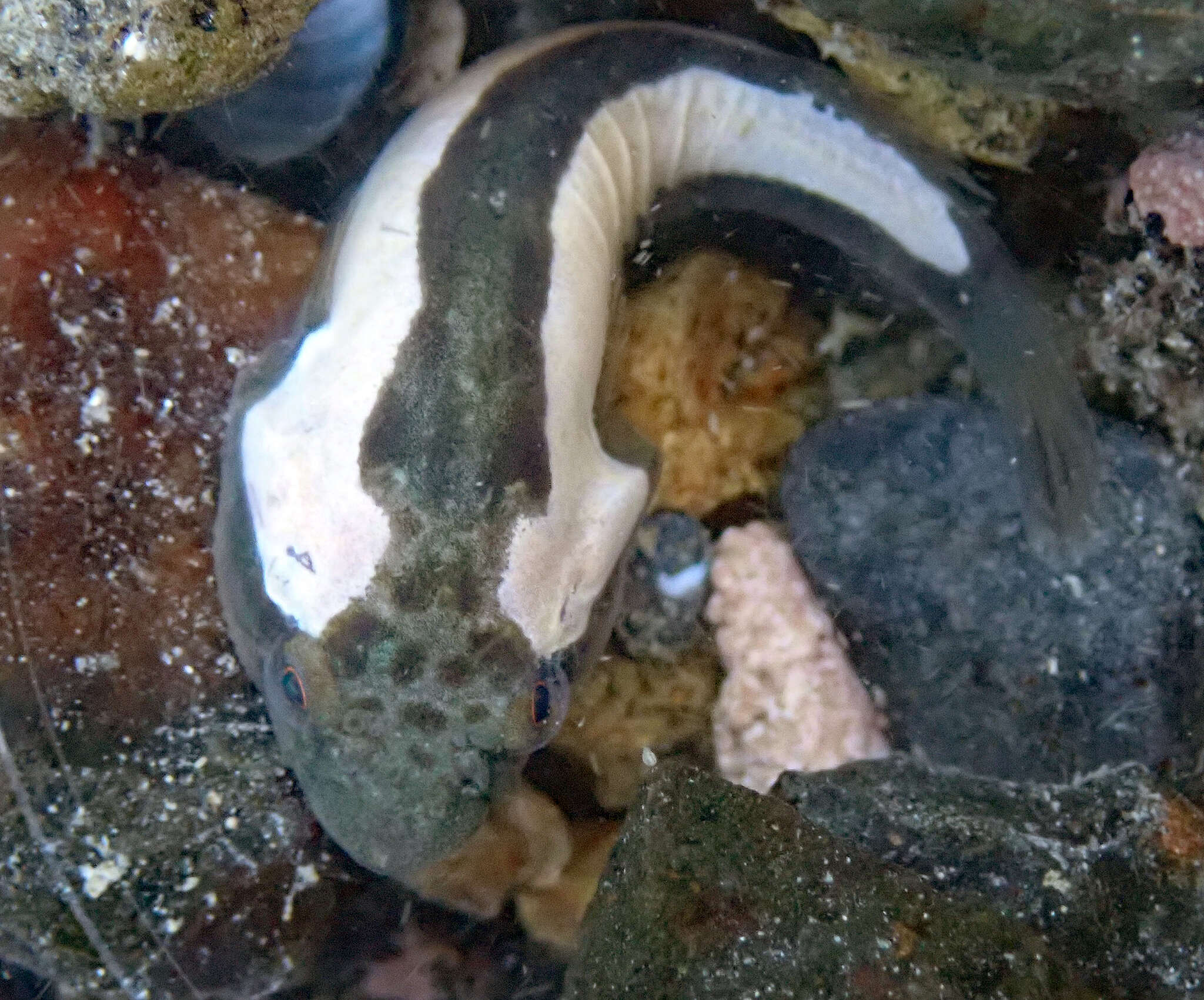 Image of New Zealand lumpfish