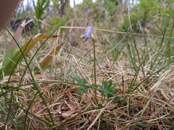 Imagem de Corydalis pauciflora (Willd.) Pers.