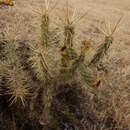 Image of thistle cholla