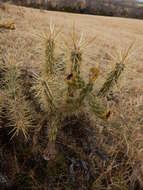 Image of thistle cholla