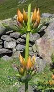 Image of Gentiana lutea subsp. aurantiaca M. Laínz