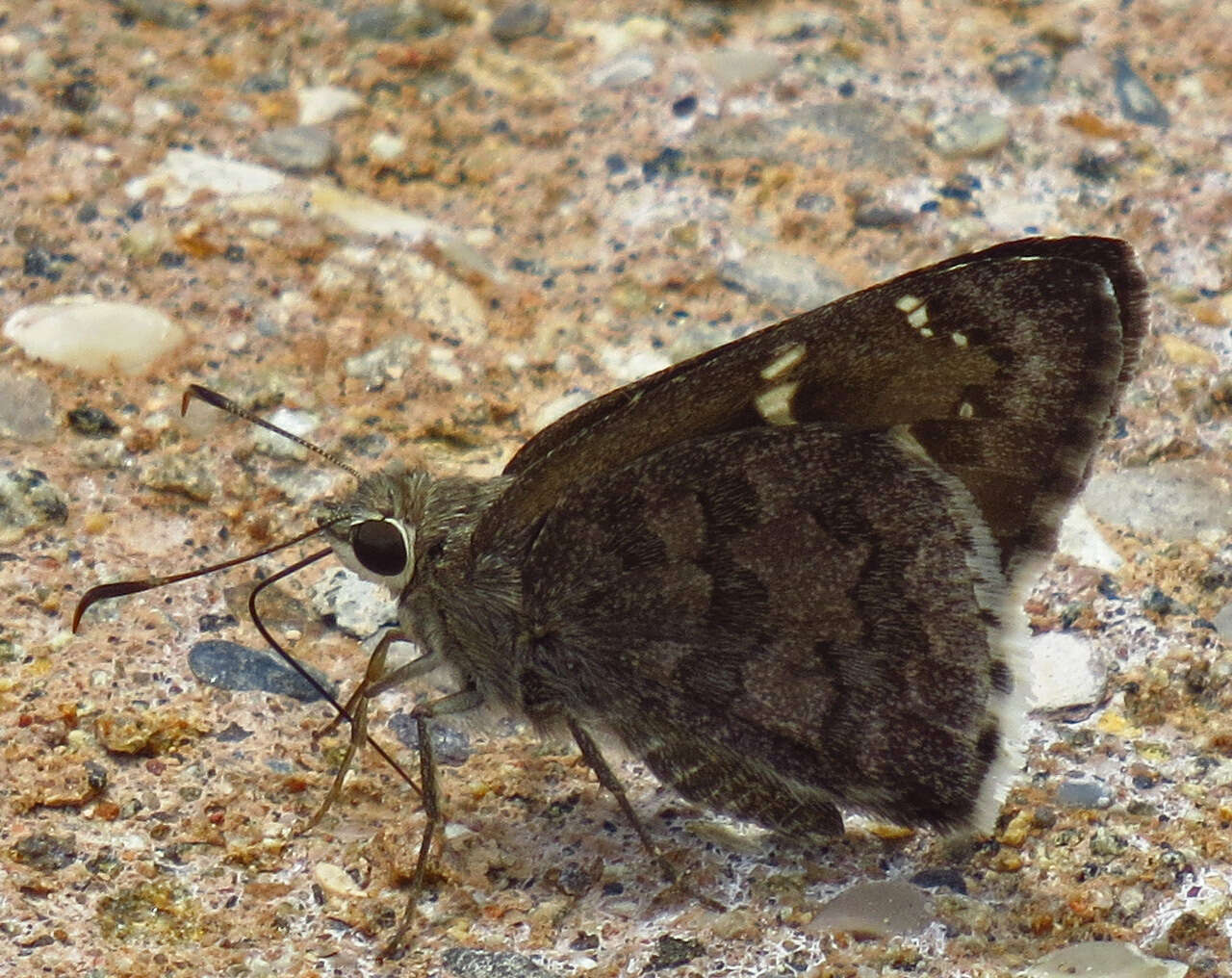 Image of Acacia Skipper