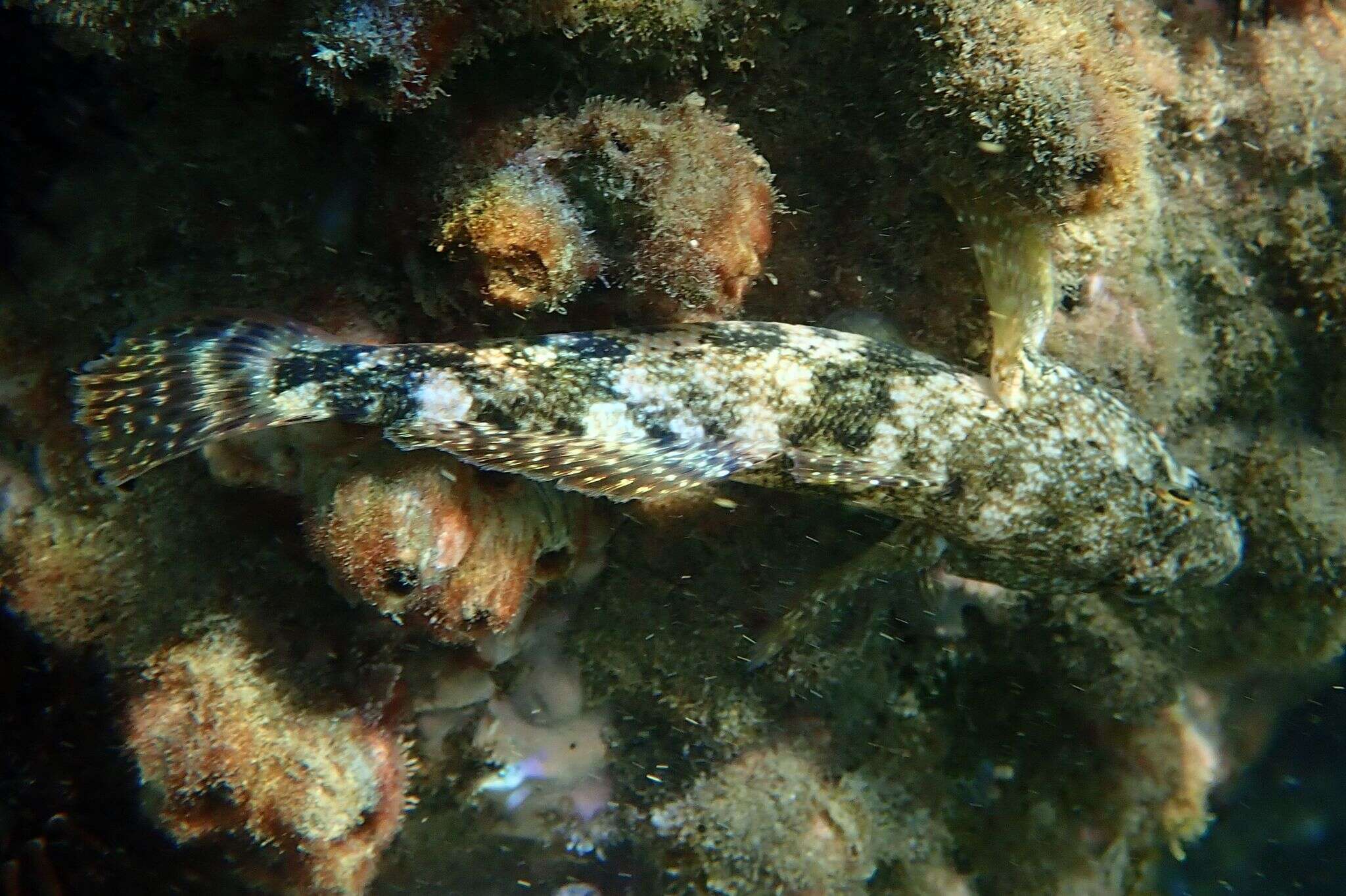 Image of Giant goby