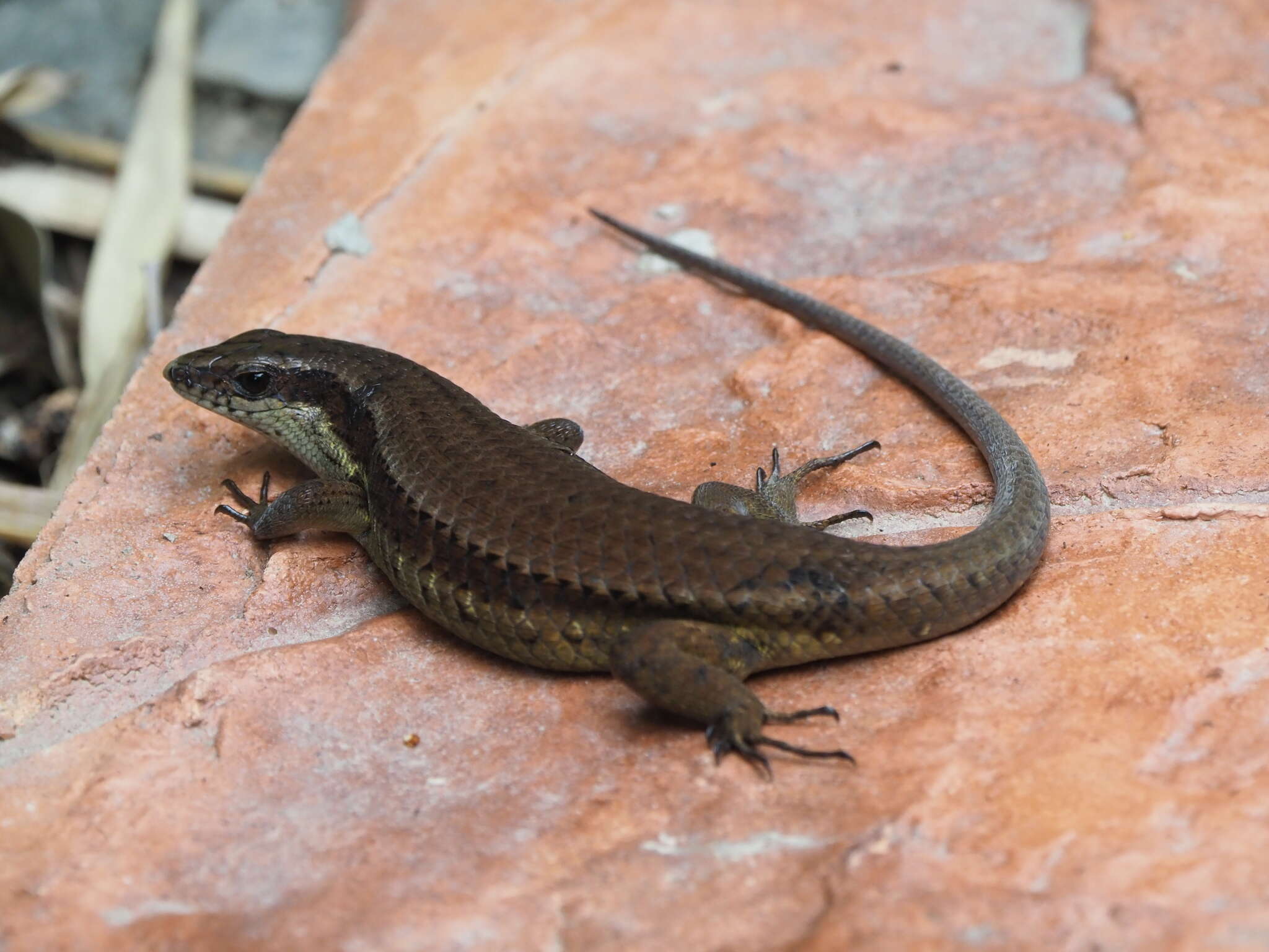 Image de Eutropis rudis (Boulenger 1887)