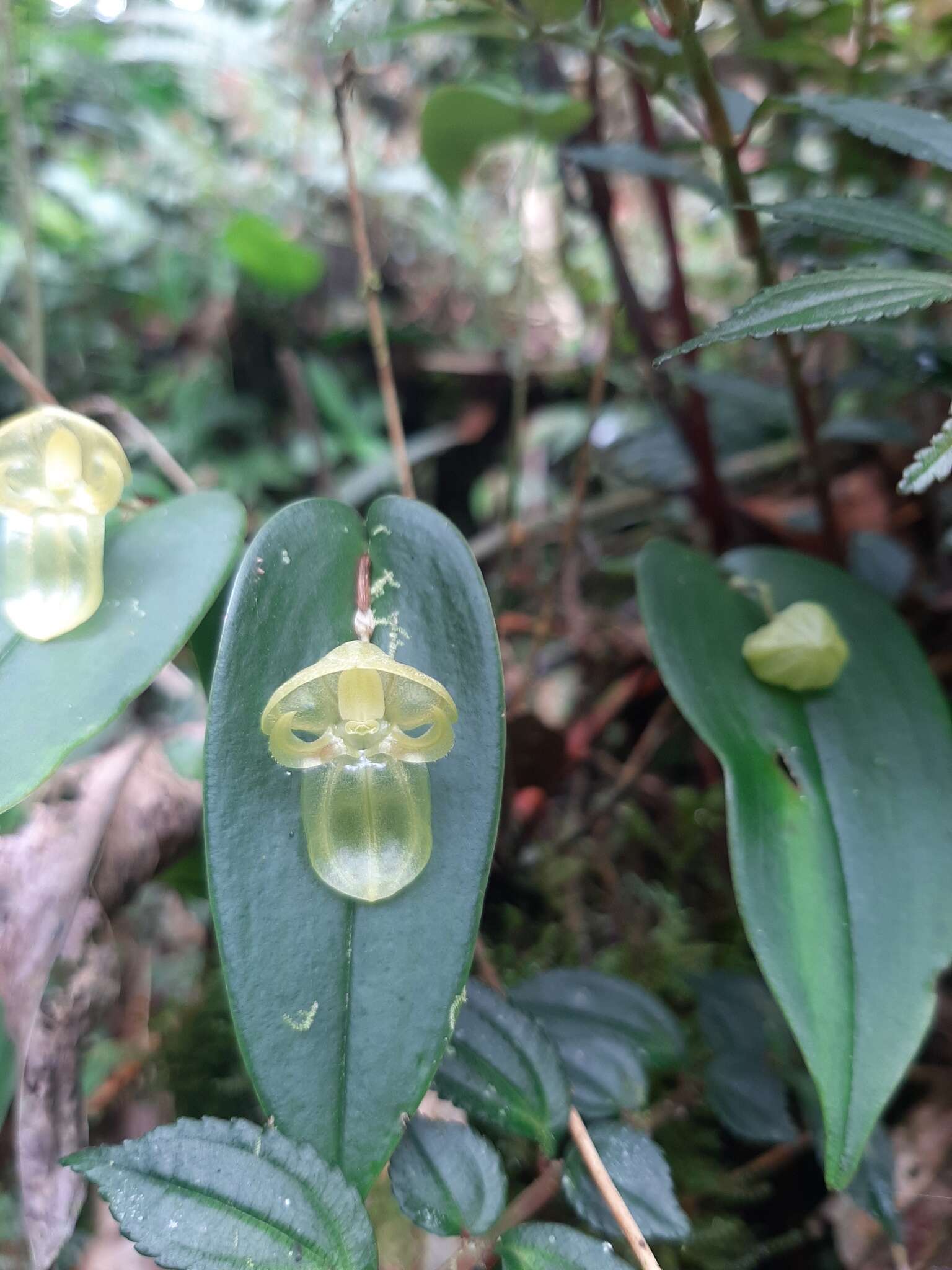 Image of Pleurothallis octavioi Luer & R. Escobar