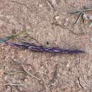 Image of purple needlegrass