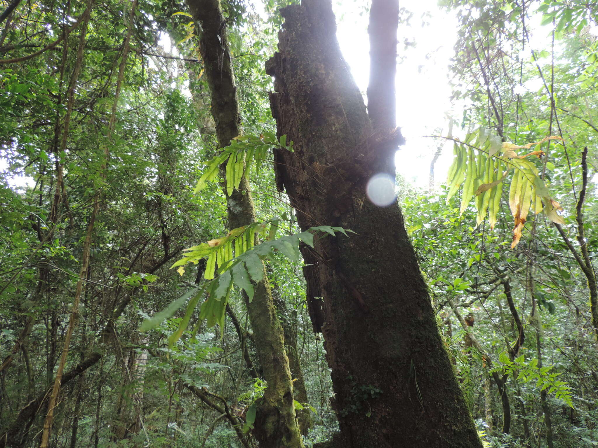 Imagem de Aglaomorpha volkensii (Hieron.) Hovenkamp & S. Linds.