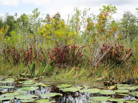 Image of Hooded Pitcherplant