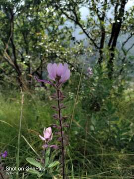 Image de Syncolostemon comosus (Wight ex Benth.) D. F. Otieno