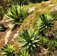 Agave horrida subsp. horrida resmi