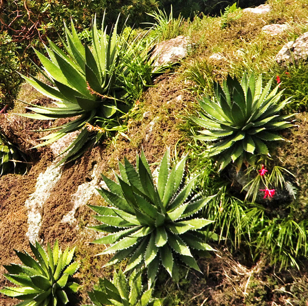 Agave horrida subsp. horrida resmi