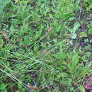 صورة Carex laevissima Nakai